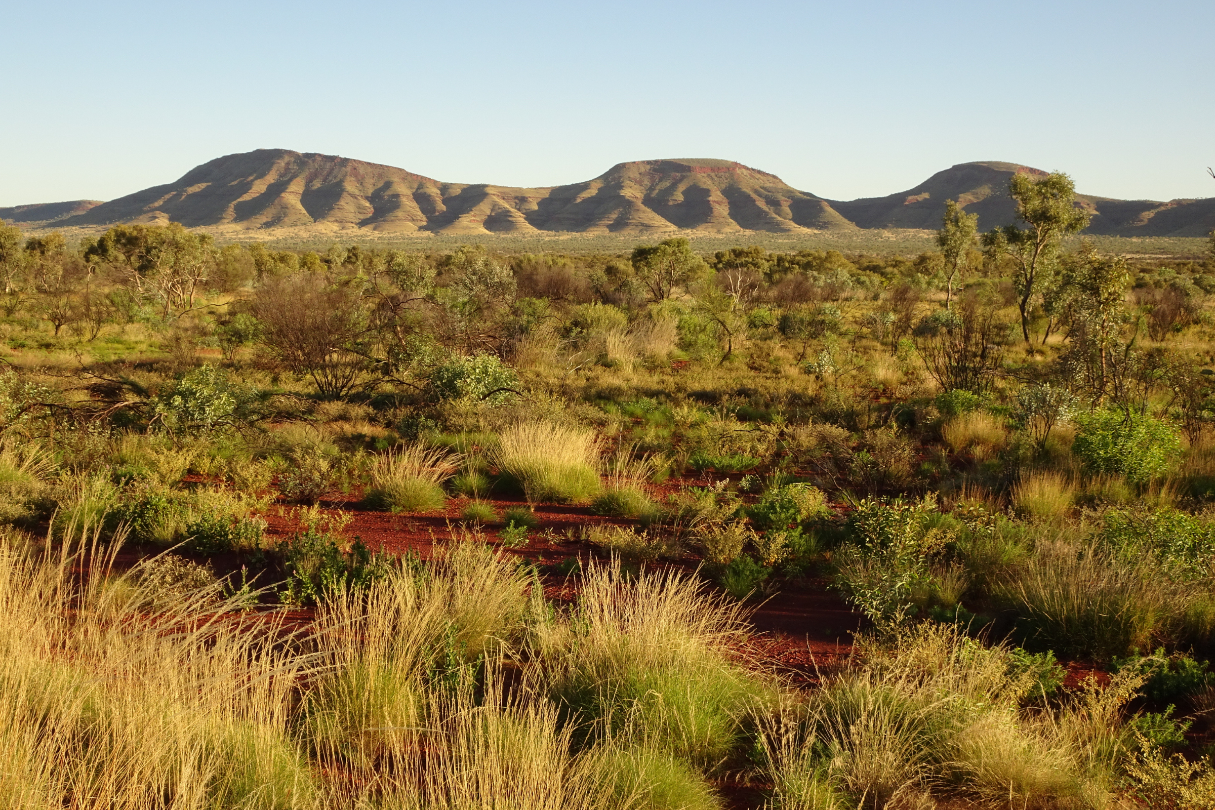 newman, western australia (2).webp